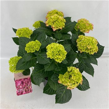 Hortenzija Hi Meadow Terras Roze 7+ Flowers7 fl 45cm 21cm Q2061
