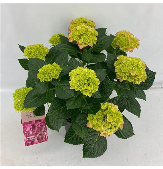 Hortenzija Hi Meadow Terras Roze 7+ Flowers7 fl 45cm 21cm Q2061