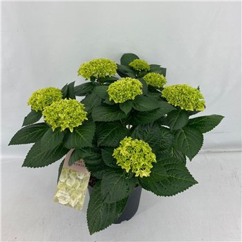 Hortenzija hi white sun Terras Hi White Sun 7+ Flowers7 fl 45cm 21cm Q2079