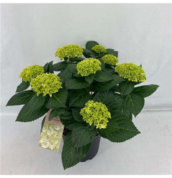 Hortenzija hi white sun Terras Hi White Sun 7+ Flowers7 fl 45cm 21cm Q2079