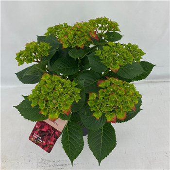 Hortenzija macr  hi tornado Terras Hi Tornado rood 7+ Flowers 7 fl 45cm 21cm Q2082