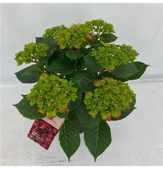 Hortenzija macr  hi tornado Terras Hi Tornado rood 7+ Flowers 7 fl 45cm 21cm Q2082