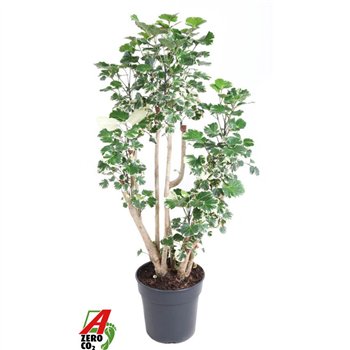 Polyscias balfourii Balfouriana branched P271 pp 110cm 27cm Q3788