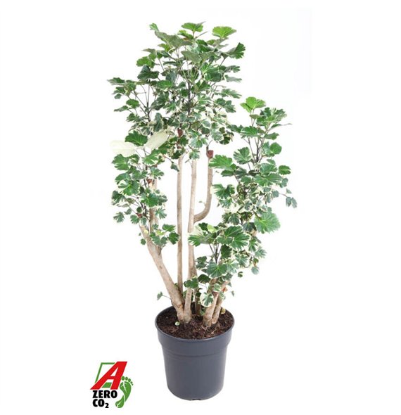 Polyscias balfourii Balfouriana branched P271 pp 110cm 27cm Q3788