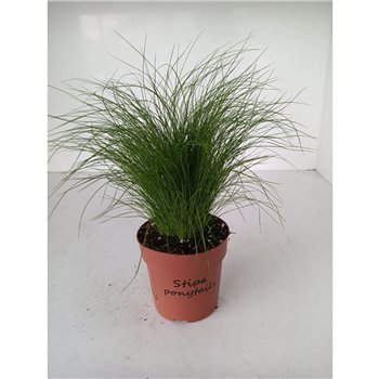 Stipa tenuifolia stipa ponytails (minimale bestelling: 4 lagen) 30cm 12cm Q1962
