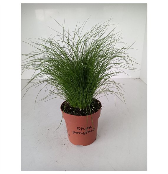 Stipa tenuifolia stipa ponytails (minimale bestelling: 4 lagen) 30cm 12cm Q1962