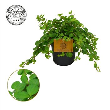 Peperomia rotundifolia Rotundifolia 10 5cm 15cm 10.5cm Q3240