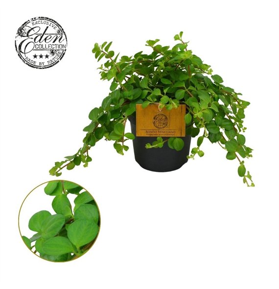 Peperomia rotundifolia Rotundifolia 10 5cm 15cm 10.5cm Q3240