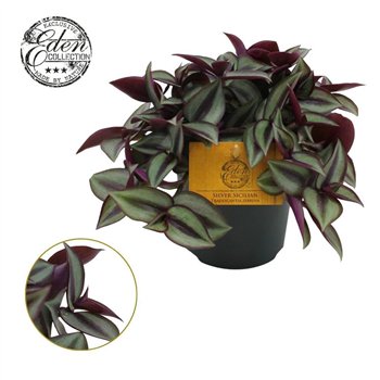 Tradescantia zebrina purpusii Trades  Zebrina Compacta 10 5cm - 14 cm 10cm 10.5cm Q4011