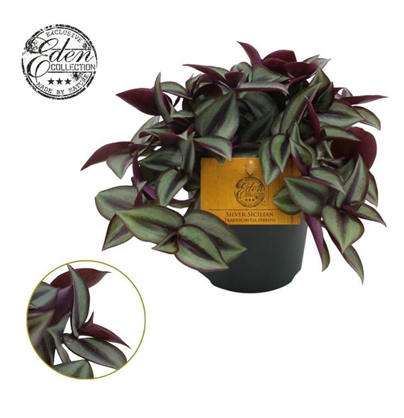 Tradescantia zebrina purpusii Trades  Zebrina Compacta 10 5cm - 14 cm 10cm 10.5cm Q4011