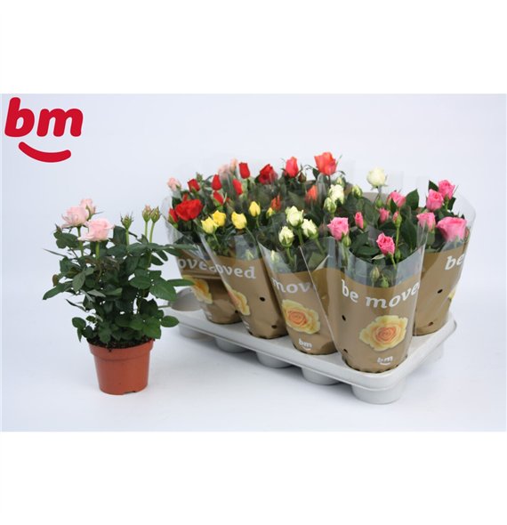Vrtnica beau monde mix Beau Monde mixed 12 cm5 fl 28cm 12cm Q4476