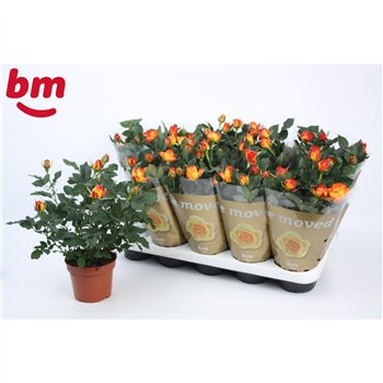 Vrtnica estoril beau monde Estoril Beau Monde (12 cm)5 fl 28cm 12cm Q4477