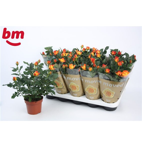 Vrtnica estoril beau monde Estoril Beau Monde (12 cm)5 fl 28cm 12cm Q4477