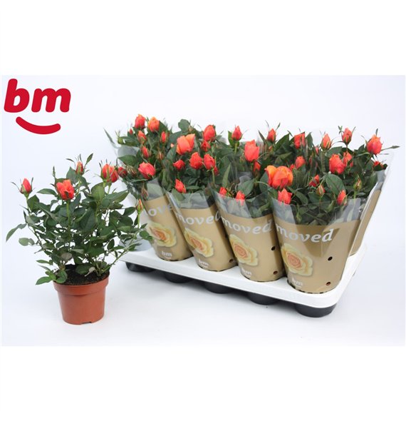 Vrtnica beau monde orange Orange Beau Monde (12 cm)5 fl 28cm 12cm Q4482