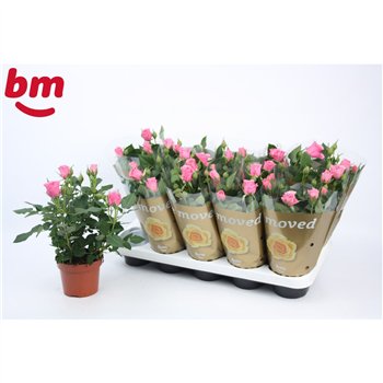 Vrtnica dark pink beau monde Dark Pink Beau Monde (12 cm)5 fl 28cm 12cm Q4488