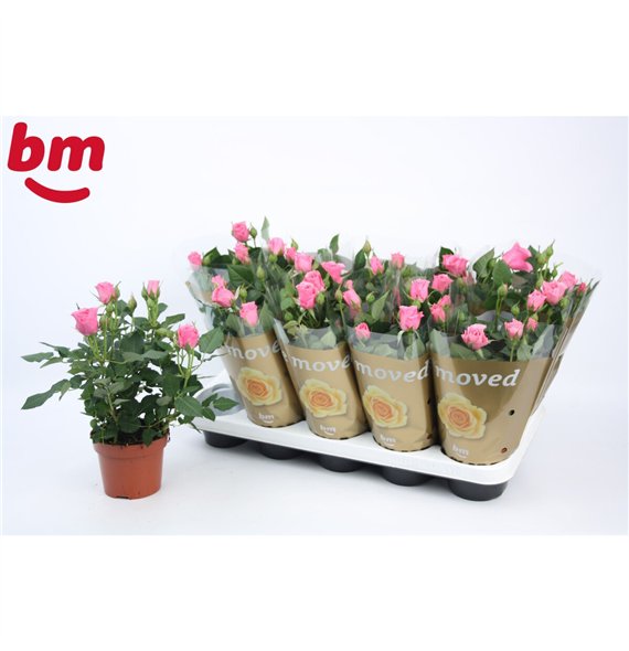 Vrtnica dark pink beau monde Dark Pink Beau Monde (12 cm)5 fl 28cm 12cm Q4488