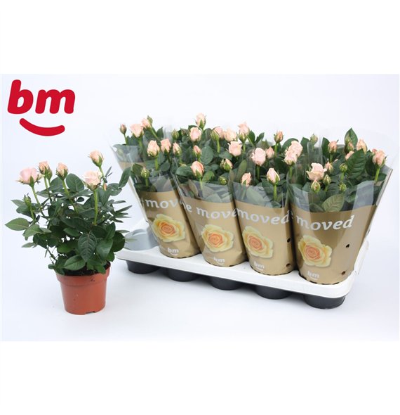 Vrtnica light pink beau monde Light Pink Beau Monde (12 cm)5 fl 28cm 12cm Q4492