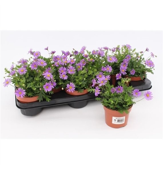 Brachyscome Brachicome Brasco1 pp 15cm 10.5cm Q1974