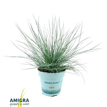 Festuca glauca compacta blue CompactA Blue® 25cm 10.5cm Q1738