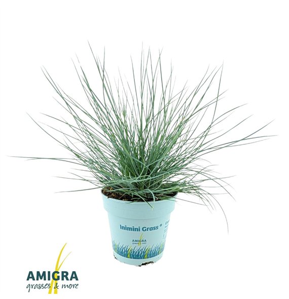 Festuca glauca compacta blue CompactA Blue® 25cm 10.5cm Q1738