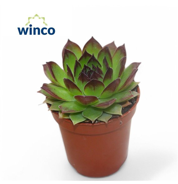 Sempervivum tectorum 10cm 5.5cm Q1880
