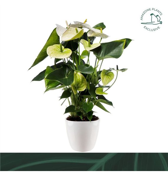 Anthurium andr  samora wit ceramic 17cmbl 70cm 17cm Q406