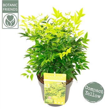 Nandina domestica dom  Magical Lemon and Lime 40cm 19cm Q1953