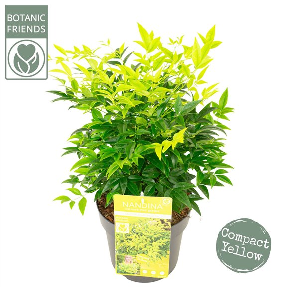 Nandina domestica dom  Magical Lemon and Lime 40cm 19cm Q1953