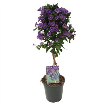 Lycianthes rantonnetii blue fountain Solanum (Lycianthes) Blue Fountain 75cm 19cm Q1961