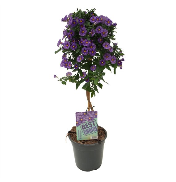Lycianthes rantonnetii blue fountain Solanum (Lycianthes) Blue Fountain 75cm 19cm Q1961
