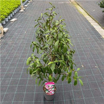 Magnolia figo Stellar Ruby 1 stems plnt 45cm 19cm Q1970