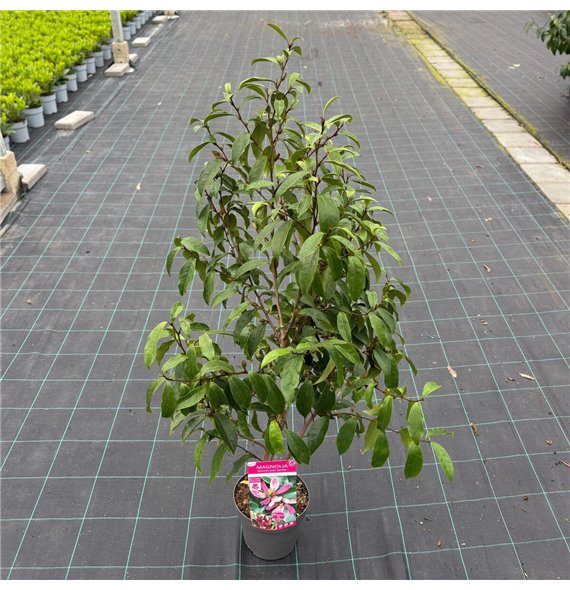 Magnolia figo Stellar Ruby 1 stems plnt 45cm 19cm Q1970