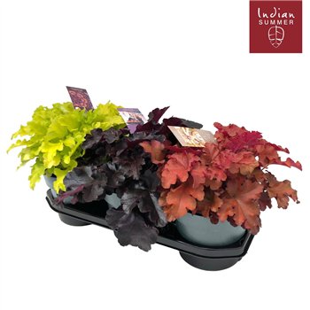 Heuchera indian summer mix Indian Summer P19 Mixtray 30cm 19cm Q1975