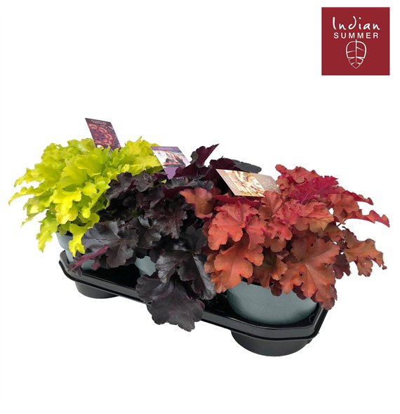 Heuchera indian summer mix Indian Summer P19 Mixtray 30cm 19cm Q1975