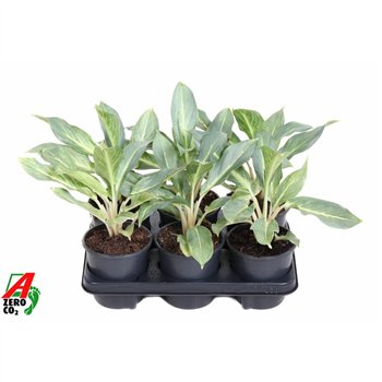 Aglaonema Ghost1 pp 40cm 13cm Q136