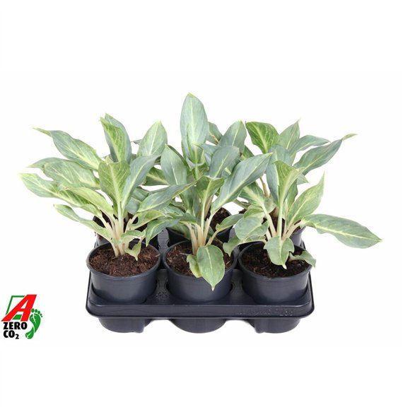 Aglaonema Ghost1 pp 40cm 13cm Q136