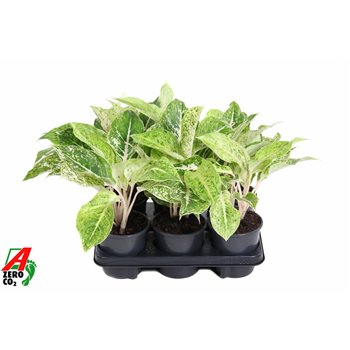 Aglaonema White Laksap2 pp 30cm 13cm Q148