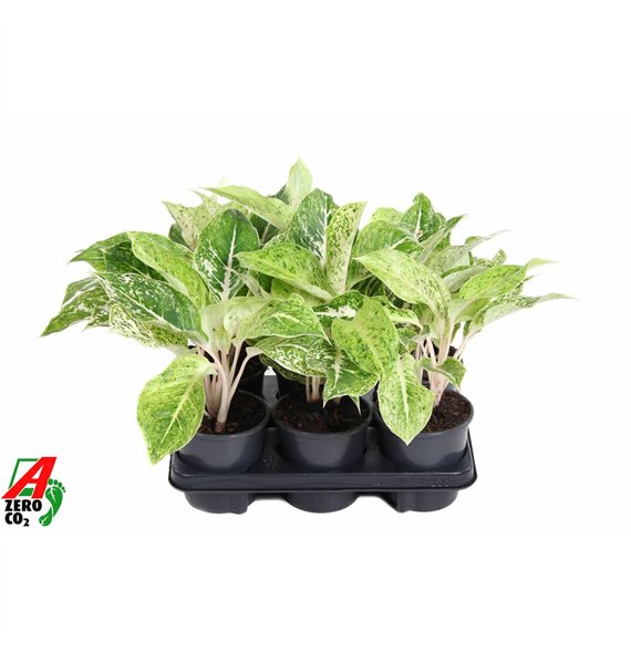 Aglaonema White Laksap2 pp 30cm 13cm Q148