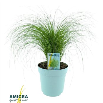 Stipa tenuissima ponytails ten Ponytails 45cm 17cm Q1901