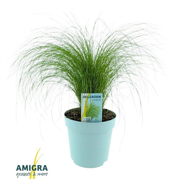 Stipa tenuissima ponytails ten Ponytails 45cm 17cm Q1901