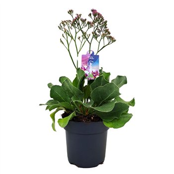 Limonium salt lake Salt Lake p17 (NL) 55cm 17cm Q1959
