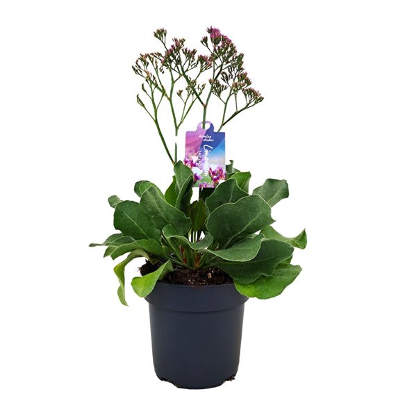 Limonium salt lake Salt Lake p17 (NL) 55cm 17cm Q1959
