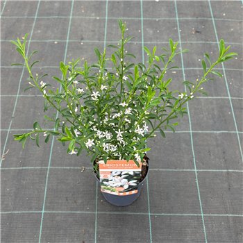 Eriostemon myoporoides Flower Girl White 40cm 15cm Q1965