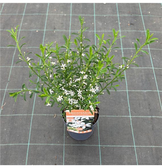 Eriostemon myoporoides Flower Girl White 40cm 15cm Q1965