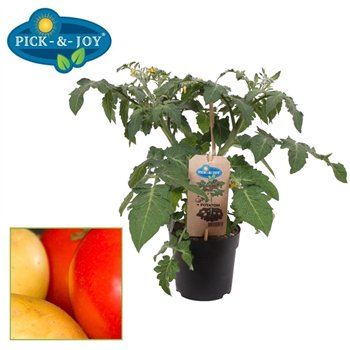 Solanum lycopersicum tomaat POTATOM® Tomaat Aardappel 35cm 13cm Q1969
