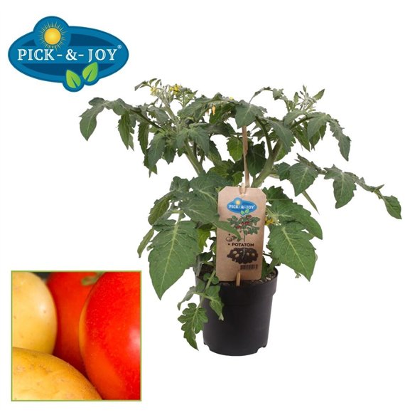Solanum lycopersicum tomaat POTATOM® Tomaat Aardappel 35cm 13cm Q1969