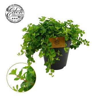 Peperomia rotundifolia Rotundifolia 15cm 25cm 15cm Q3226