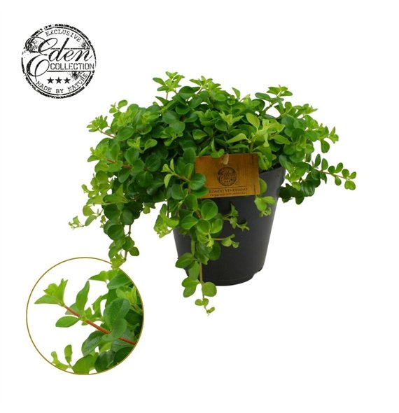 Peperomia rotundifolia Rotundifolia 15cm 25cm 15cm Q3226