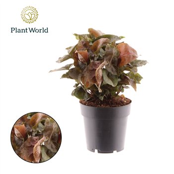 Syngonium Maria 1 pp 20cm 14cm Q4061