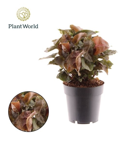 Syngonium Maria 1 pp 20cm 14cm Q4061